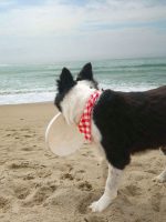 Pet Plaid Triangle Scarf - Image 2