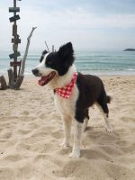 Pet Plaid Triangle Scarf