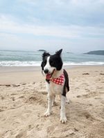 Pet Plaid Triangle Scarf - Image 4